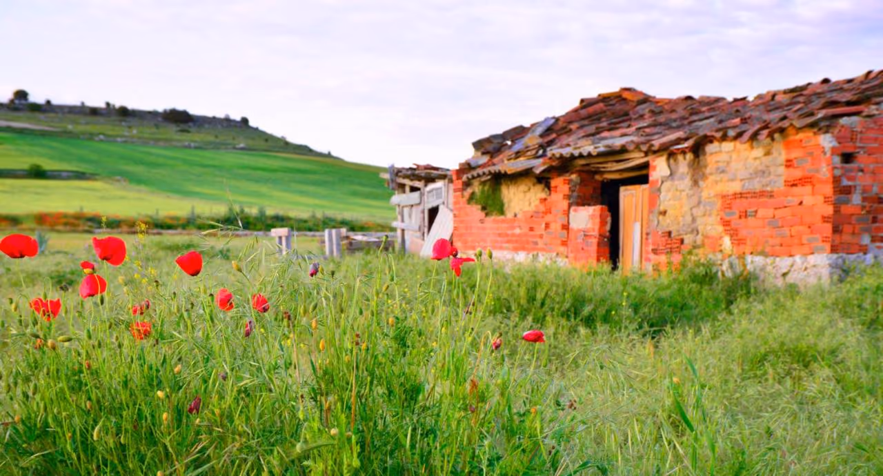 Campo verde con amapolas y una caseta de adobe